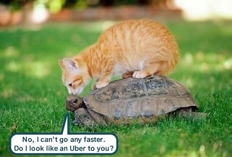 Animals Together, Orange Kittens, Turtle Love, List Of Animals, Orange Cats, Favorite Animals, Funny Cat Memes, Funny Animal Memes, Silly Cats