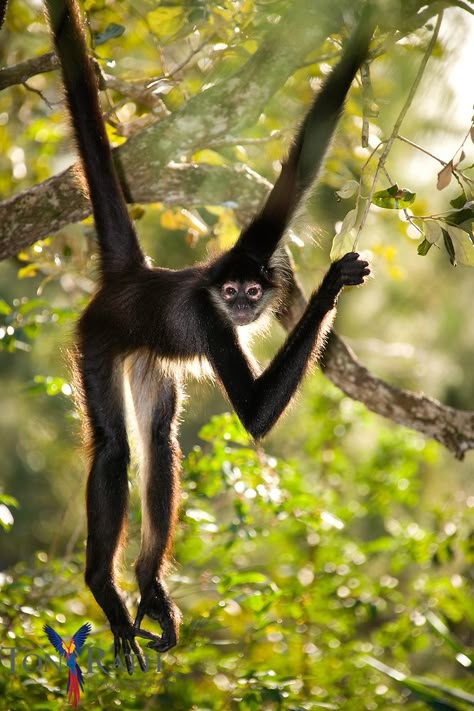 Ugly Monkey, Spider Monkeys, Monkey Photography, Spider Pictures, Monkey World, Squirrel Monkey, Animals Tattoo, Spider Monkey, Monkey Pictures