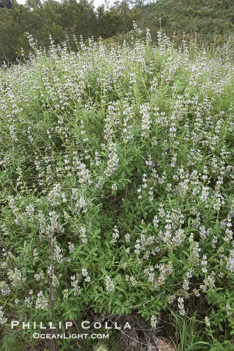 black sage | Black Sage Photo, Stock Photograph of a Black Sage, Salvia mellifera ... Salvia Mellifera, California Gardening, Encinitas California, History Photography, Black Sage, Sage Plant, California Native Plants, Yard Landscape, California Garden