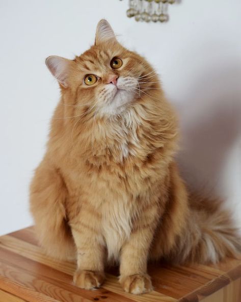 Simba the siberian Cat Fluffy Ginger Cat, Cat Siberian, Alaska Dog, Siberian Forest Cat, Quiet Cat, Siberian Forest, Red Cats, Cat Orange, Beauty And Grace