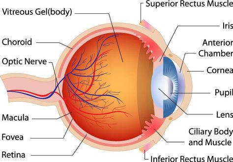 Can you name the parts of the eye? Do you know how each part helps you see? Learn more at http://www.nei.nih.gov/health/eyediagram/. You’ll find an interactive diagram that can help clear up the mystery of the eye. Diagram Of The Eye, Human Eye Diagram, Eye Structure, Eye Anatomy, Eye Parts, Optic Nerve, Parts Of The Eye, Eyes Problems, Nursing Study