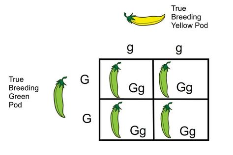 Monohybrid Cross: A Breeding Experiment Heredity And Evolution, Monohybrid Cross, Listening Skills Worksheets, Cross Template, Dihybrid Cross, Plant Experiments, Gregor Mendel, Suffixes Worksheets, Scientific Method Worksheet