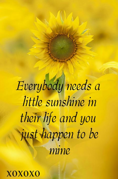 Your my sunshine You Are My Sunflower Quotes, Sunflower Love Quotes For Him, You Are My Sunshine Quotes, Sunshine Love Quotes, Sunshine Poem, Sunflower Signs, Sense Quotes, Scenic Painting, Funny Romantic Quotes