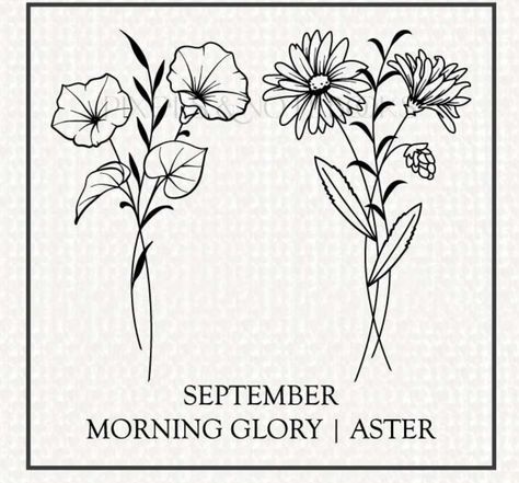 Morning Glory Aster Flower Tattoo, September And May Flower Tattoo, Drawing Of Morning Glory, Simple Morning Glory Flower Tattoo, Asters And Morning Glories Tattoo, Aster And Morning Glory Drawing, Aster Tattoo Flower, September Flower Drawing, Aster And Violet Flower Tattoo