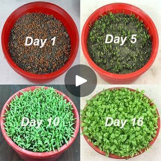 How To Grow Coriander At Home, Grow Coriander At Home, How To Grow Coriander, Growing Coriander, Small Vegetable Gardens, Cash Crop, Fruit And Vegetable Carving, Vegetable Carving, Vegetable Gardens