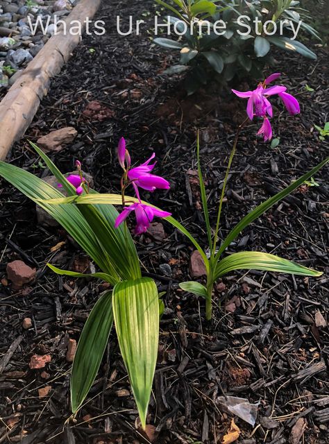 10 Best Perennials for Shade - Hardy ground orchid.  This terrestrial orchid, Bletilla striata or Chinese ground orchid, is hardy to zone 5 through 9. Ground Orchids Landscaping, Best Perennials For Shade, Perennials For Shade, Part Shade Plants, Shade Loving Shrubs, Ground Orchids, Shade Loving Perennials, Green Roofs, Sun Loving Plants