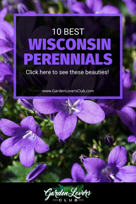 In this guide, we take a look at the best perennials that thrive in Wisconsin. Low Maintenance Perennials, Best Plants For Shade, Plants For Shade, Native Plant Landscape, Blooming Perennials, Plants That Attract Butterflies, Easy Perennials, Long Blooming Perennials, Flower Bed Designs