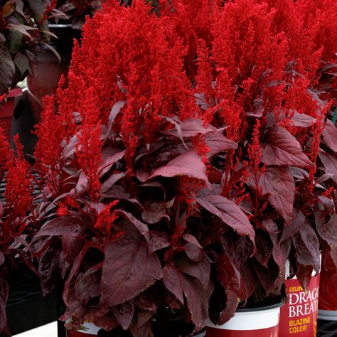 Red Dragon Plant, Celosia Dragons Breath, Dragons Breath Celosia, Dragon Breath Flower, Dragons Breath Flower, Red Leaf Plants, Dragons Breath Plant, Plant Dragon, Red Flower Garden