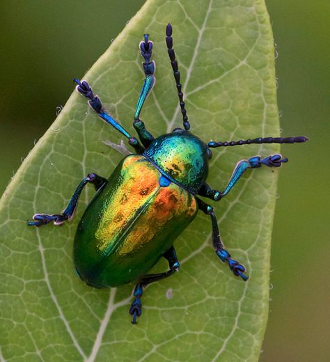 Figeater Beetle, Dogbane Beetle, Beetle Pictures, Beetle Painting, Japanese Beetle, Tortoise Beetle, Rhino Beetle, June Bug, Cool Bugs