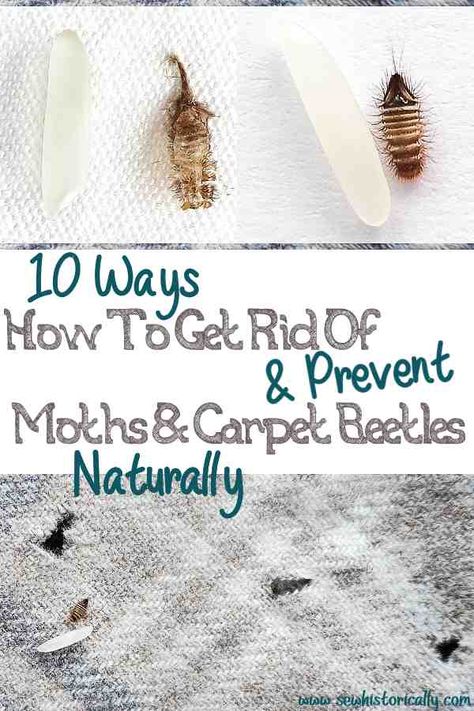 10 Ways How To Get Rid Of Moths & Carpet Beetles Naturally – Historical & Today Moths In House Get Rid Of, How To Get Rid Of Carpet Bugs, How To Get Rid Of Moths, How To Get Rid Of Moths In The House, Carpet Beetles How To Get Rid Of, Carpet Bugs, Getting Rid Of Moths, Carpet Beetles, Glute Exercises At Home