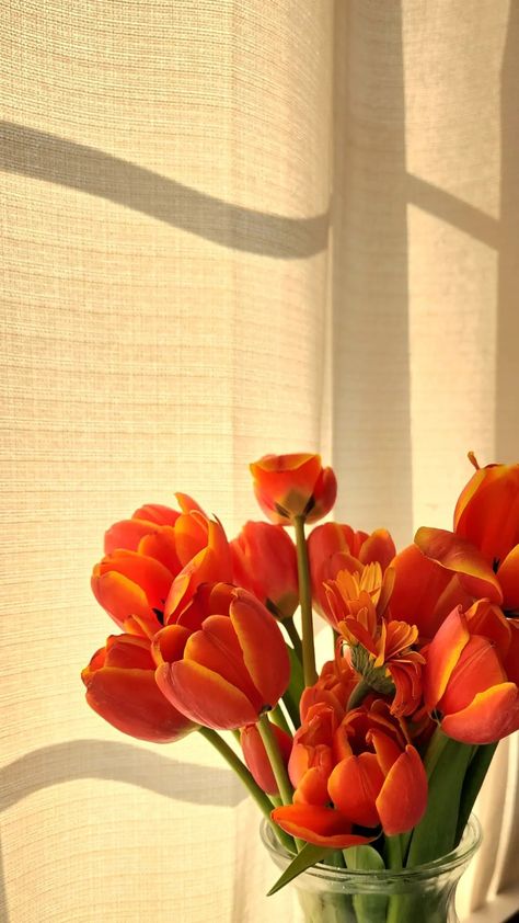 Orange Tulips Aesthetic Wallpaper, Orange Tulips Aesthetic, Orange Tulips Wallpaper, Orange Mood Board, Tulips Orange, Orange Tulips, Boquette Flowers, Nothing But Flowers, Plant Aesthetic