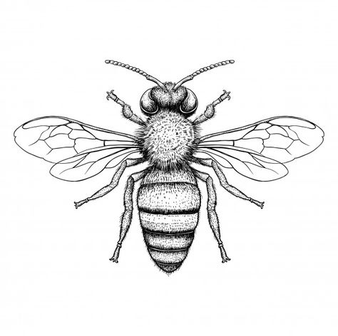 Honey bee engraving illustration on white background Premium Vector Bee Drawing, Bee Clipart, Kunst Tattoos, Insect Tattoo, Indie Drawings, Engraving Illustration, Bee Tattoo, Desenho Tattoo, Insect Art