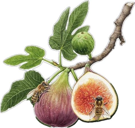 Fig Drawing, Procreate Ipad Pro, Illustration Product, Watercolor Fruit, Botanical Tattoo, Illustration Botanique, Botanical Illustration Vintage, Fruit Photography, Procreate Ipad