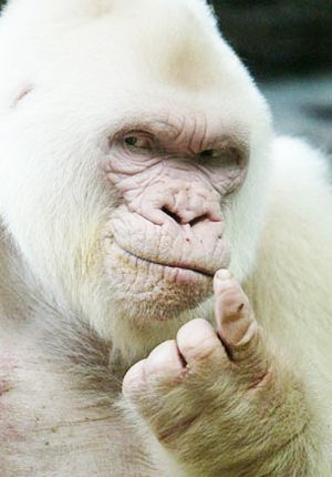 Snowflake, Beautiful Albino Gorilla. He is the only known white gorilla so far and was the most popular resident of the Barcelona Zoo in Spain. Albino Gorilla, White Monkey, Rare Albino Animals, Albino Animals, Rare Animals, صور مضحكة, Primates, Unique Animals, Animal Planet