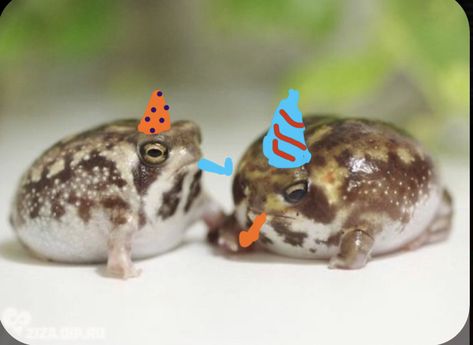 Celebrate Birthday, Animal Supplies, Animal Funny, Wild Animal, Frogs, Pet Care, Pet, Hats, Birthday