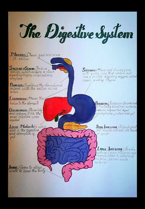 Biology Digestive System Notes, Digestive System Diagram Project, Biology Chart Ideas, Sthetoscope Medical Wallpaper, Digestive System Project, Digestive System Diagram, Science Assignment, Biology Diagrams, Science Diagrams