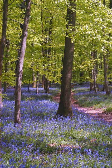 Over half the worlds Bluebell Woods are in the UK Relaxation Images, Woods Scenery, Interesting Trees, Woodland Retreat, Bluebell Woods, Amazing Trees, Gardens Of The World, Secret Place, Photography Flowers