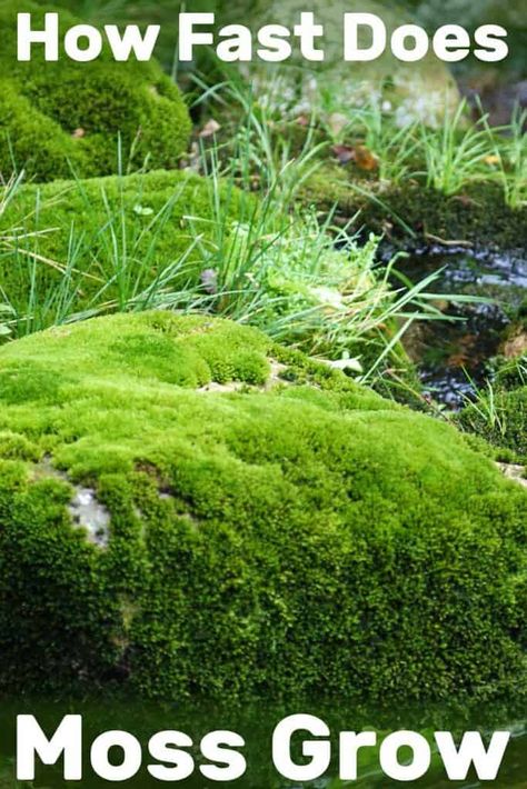 Moss Indoors, Nature Playground, Moss Lawn, Types Of Moss, Grow Garden, Growing Moss, Moss Plant, Gardening Projects, Garden Hacks