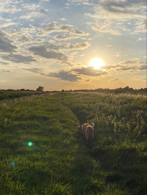 Summer Dog Walk Aesthetic, Dogs Running In Field, Morning Dog Walk Aesthetic, Walking The Dog Aesthetic, Dog Countryside, Dog Walk Aesthetic, Walks With Dog, Sunny Core, Dog Walking Aesthetic