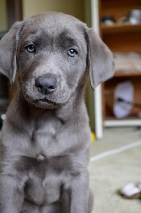 i'd love to have a matching puppy to Felix Silver Lab Puppies, Silver Labrador, Pencak Silat, Silver Lab, Black Labs, Lab Puppies, Blue Heeler, Weimaraner, Golden Retrievers