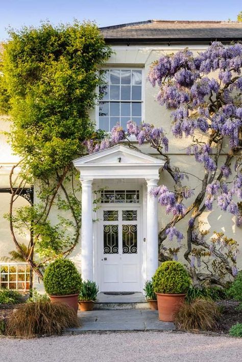 Wisteria Trellis, Wisteria Tree, Purple Wisteria, North Devon, Countryside House, English House, Short Break, House Entrance, Pretty House