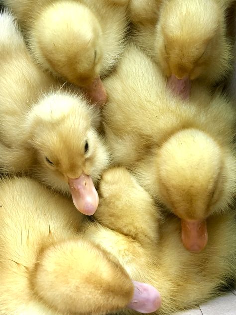 What To Feed Ducks, Aries Wallpaper, Duck Feed, Backyard Homestead, Farm Animals Decor, Izzie Stevens, Duck Coop, Pet Ducks, Food Supplies