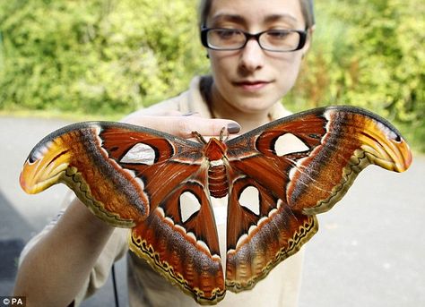 Big moth-er: Butterfly keeper Heather Prince holds one of Chester Zoo's newly emerged Atlas Moths, the largest moth species in the world Photo Papillon, Large Moth, Moth Species, Atlas Moth, Chester Zoo, Papillon Butterfly, Moth Wings, Moth Caterpillar, Cool Bugs