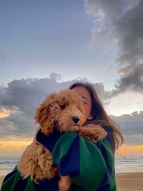 Dog Aesthetic Golden Doodle, Cute Goldendoodle Puppies, Mini Goldendoodle Aesthetic, Preppy Golden Doodle, Mini Golden Doodle Aesthetic, Pictures With Dogs Aesthetic, Golden Doodle Puppy Aesthetic, Goldendoodle Photoshoot, Doodle Dog Aesthetic