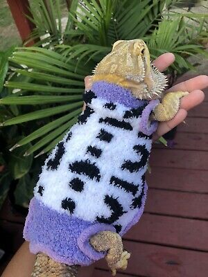 SOFT SNUG LEOPARD PRINT #1 XLRG SLEEVELESS BODY SHIRT 4 UNISEX BEARDED DRAGON | eBay Leopard Gecko Cute, Bearded Dragon Clothes, Bearded Dragon Cute, Bearded Dragon Care, Body Shirt, Cute Reptiles, Silly Cats Pictures, Cute Dragons, Silly Animals