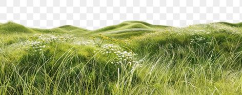 Grassy Landscape, Green Meadow, Landscape View, Post Production, Lush Green, Free Png, Free Image, Free Images, Lush