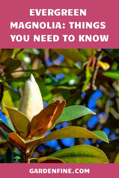 Evergreen Magnolia Tree, Teddy Bear Magnolia, Evergreen Magnolia, Magnolia Green, Paris Flowers, Magnolia Grandiflora, Southern Magnolia, Flowers Gardening, Specimen Trees