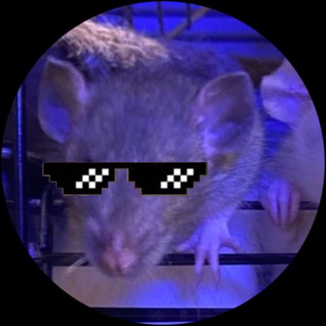 Matching Rat Pfp, Rat Pfp, Group Pfp, Alien Stage, Cute Kawaii, Tik Tok