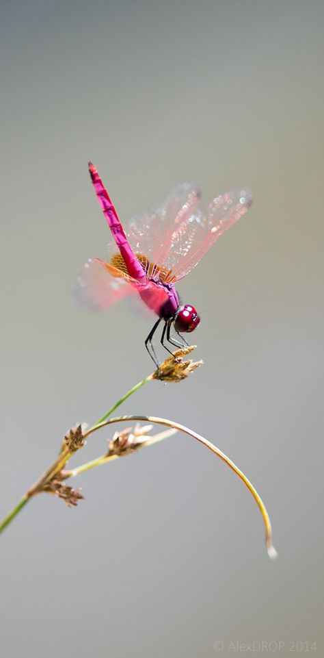 Pink Dragonfly Tattoo, Pink Insect, Dragonfly Tatoos, Baby Dragonfly, Dragonfly Images, Dragonfly Photography, Dragonfly Photos, Dragon Flys, Dragonfly Painting