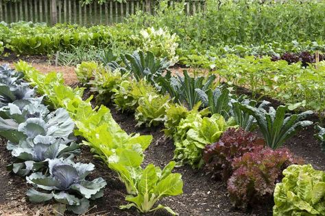 These vegetable pairings can cause stunted growth, welcome pests, and change flavor. Plantarea Legumelor, Tattoo Plant, Lettuce Seeds, Garden Layout Vegetable, Starting A Vegetable Garden, Growing Veggies, Pepper Plants, Soil Improvement, Family Handyman