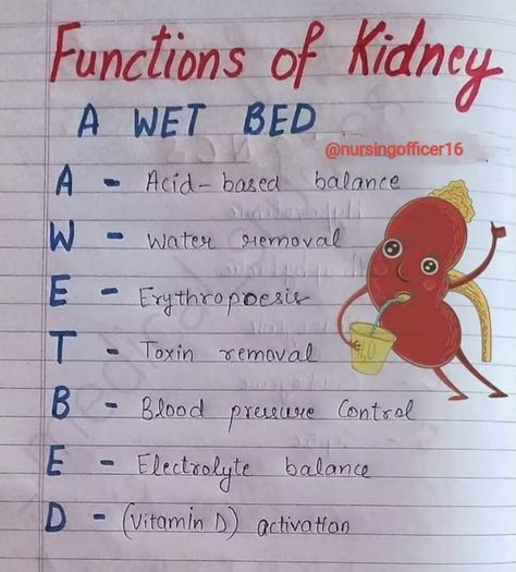 Kidney Notes, Anatomy Nursing, Medical Terminology Study, Medical Assistant Student, Nursing School Essential, Study Biology, Nurse Study Notes, Nursing Student Tips, Biology Facts