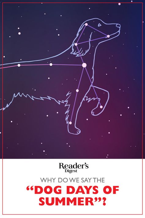 Dogs are man's best friend and adorable, but what do they have to do with summer? Summer Meaning, Summer Phrases, Phrase Meaning, Dog Days Of Summer, Readers Digest, History Facts, Mans Best Friend, Dog Days, The Dog