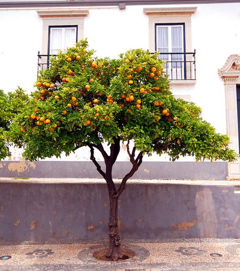 I want an orange tree when I create my garden, so I can make fresh orange juice, yum! Tattoo Plant, Magic Land, Fresh Orange, Citrus Trees, Mediterranean Garden, Orange Tree, Visual Storytelling, Fruit Garden, Lemon Tree