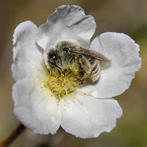 bee sleeping in a plum flower Apache Plume, Aesthetic Flower Tattoo, I Love Bees, Bees And Wasps, Flower Picture, Bee Garden, Bee On Flower, Beautiful Bugs, Aesthetic Flower