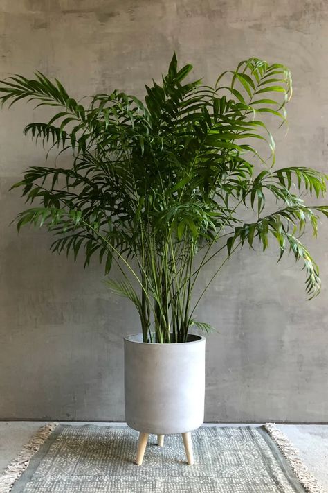 Palm Plant Indoor, Chamaedorea Elegans, Wooden Garden Bed, Wholesale Plants, Parlor Palm, Bohemian Living Rooms, Floor Plants, Palm Plant, Decor Minimalist