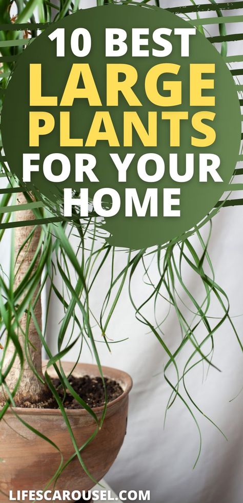 Big Pot Plants Indoor, Lights In Potted Plants, Large Indoor Plants Decor, Large Pot Plants Outdoor, Indoor Plants Large, Large Houseplants Indoor, Best Large Indoor Plants, Large House Plants Indoor Living Room, Big Houseplants Indoor