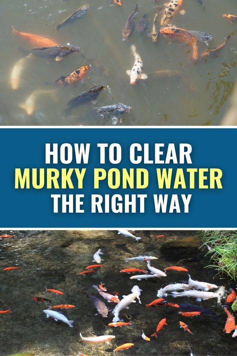 Murky, cloudy pond water can be a real nuisance. Find out what's causing the pond water to look cloudy and how to get it clear again without the use of chemicals! How To Keep Pond Water Clear Naturally, Toad Pond, Diy Koi Pond, Clear Pond Water, Allotment Planning, Outdoor Fish Ponds, Clear Pond, Murky Water, Small Water Gardens