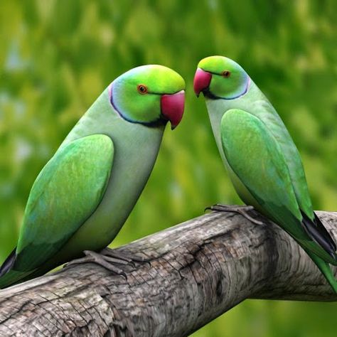 Indian Ring Neck Parrot Green Parrot Bird, Ring Necked Parakeet, Parrot Drawing, Parrot Painting, Talking Parrots, Parrot Pet, Green Parrot, Parrots Art, Funny Parrots