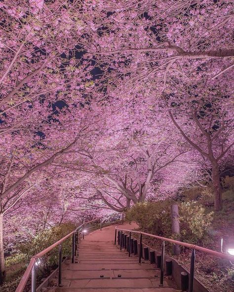 Swipe ⬅️ These images are amazing 😮 Like this content? Follow us @pubity for more ❤️ The cherry blossom season in Japan unfolds every… | Instagram Hipster Home Decor, Hippie House, Japan Cherry Blossom, Cherry Blossom Japan, Cherry Trees, Cherry Blossom Festival, Cherry Blossom Season, Sakura Tree, European Home Decor