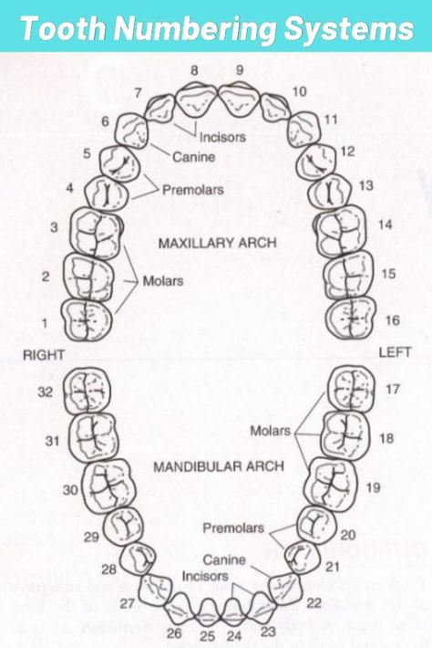 An adult human has 32 teeth in his mouth and these teeth are grouped as wisdom, morals, premolars, incisors, and canines. Click Our Pin to Learn Wisdom Teeth Numbers in Dental Tooth System Explained. Teeth Diagram, Dental Assistant School, Tooth Extraction Aftercare, Dental Assistant Study, Dental Education, Tooth Chart, Dental Hygiene School, Dentistry Student, Dental Anatomy