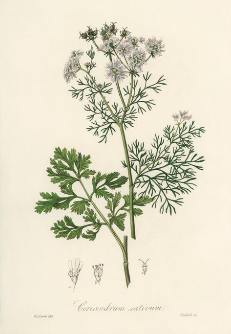 Coriander (coriandrum sativum) illustrat... | Free Photo #Freepik #freephoto #flower #watercolor #vintage #hand Coriander Flower, Free Illustration Images, 카페 인테리어 디자인, Vintage Botanical Prints, Medical Illustration, Botanical Drawings, Plant Print, Vintage Botanical, Fine Arts Posters