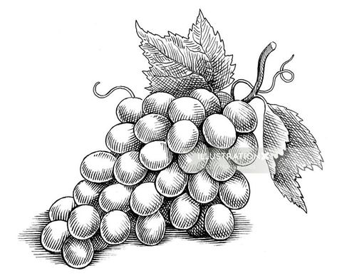 Grape Drawing, Fruit Sketch, Beautiful Pencil Drawings, Shading Drawing, Stippling Art, Bunch Of Grapes, Fruits Drawing, Pen Art Drawings, Engraving Illustration