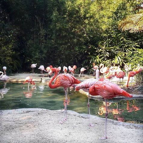 One of the best zoos in the world. Who knows similar places? It would be great to visit another cool zoos and compare. . .… Waimea Valley, Hawaii Itinerary, Tropical Island Photography, Lanikai Beach, San Diego State University, San Diego Travel, Atv Tour, San Diego Zoo, Christmas Travel