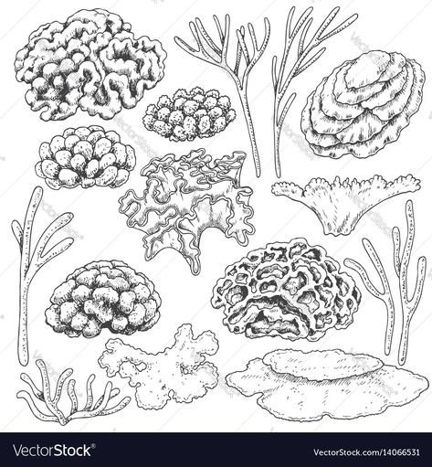 Sketch of corals set vector image Coral Drawing, Ocean Drawing, Underwater Pictures, Coral Art, Texture Drawing, White Set, Environment Concept Art, Natural Elements, Art Pages