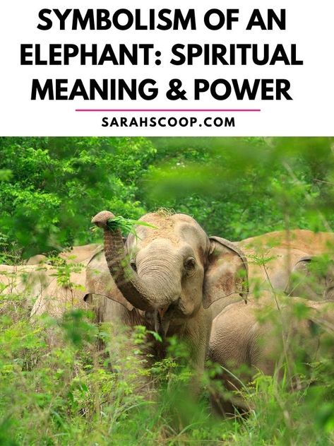 What Do Elephants Symbolize, Elephant Symbolism, Elephant Meaning, Elephant Face, Tea Reading, Symbols And Meanings, Elephant Figurines, Spiritual Meaning, An Elephant