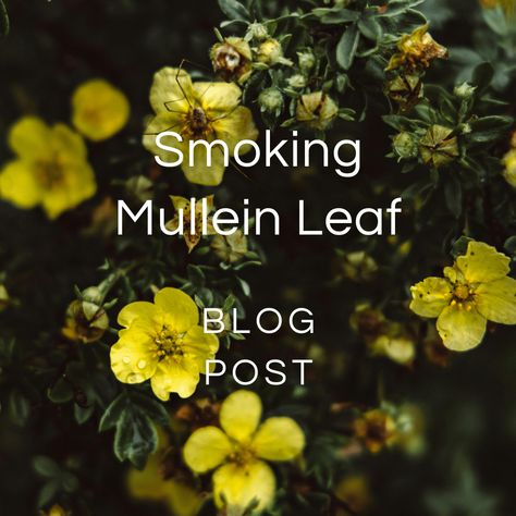 Smoking Mullein Leaf — Zhi Herbals Herbal Benefits, Mullein Leaf, Lotus Tea, Bulk Herbs, Respiratory Health, Respiratory System, Tea Blends, Medicinal Herbs, Medicinal Plants